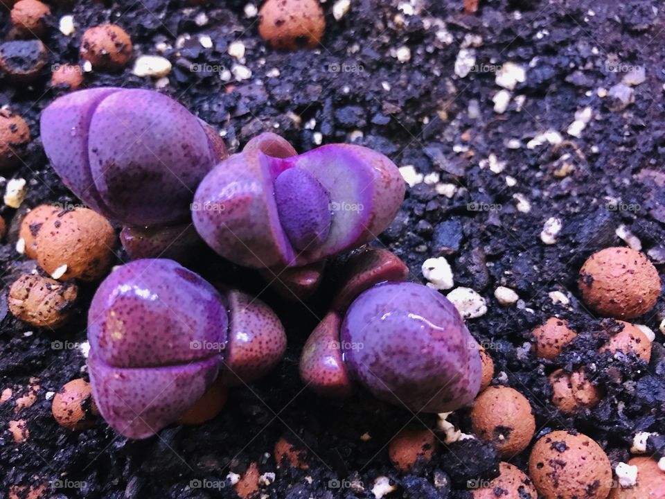Succulent - pleiospilos nelii 