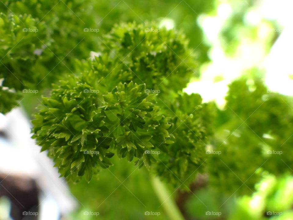 Parsley