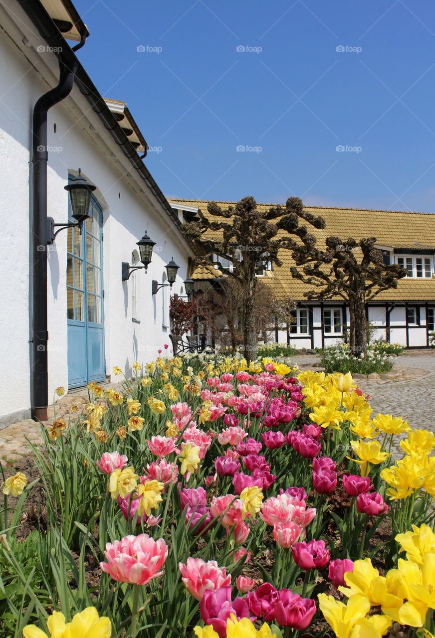 Tulip blossom at Margretetorp, Skåne, Sweden.