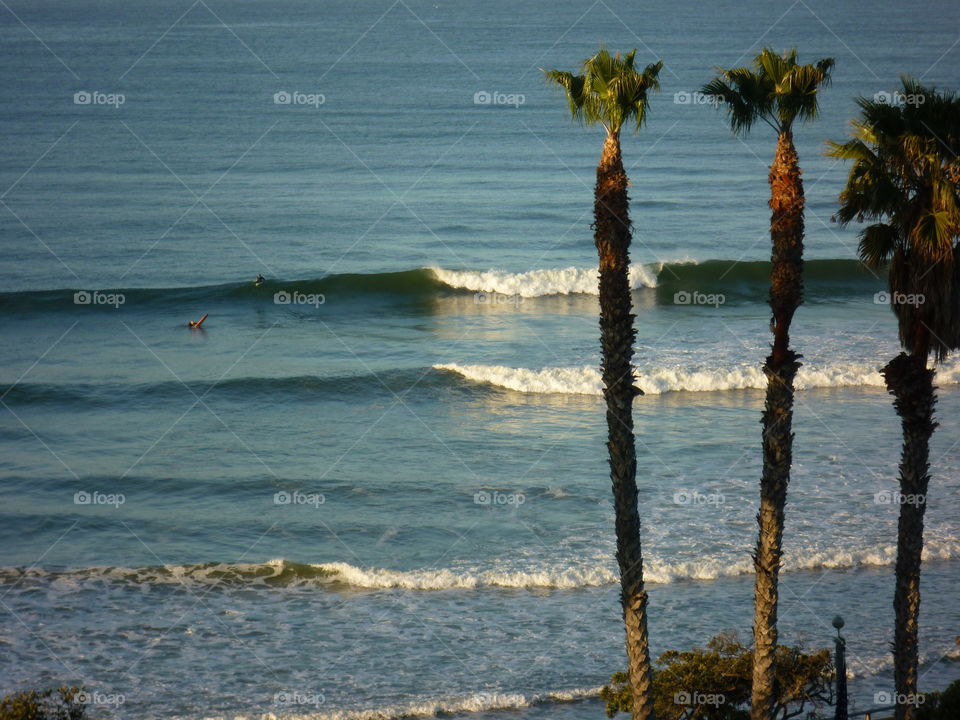 California beach and palm trees