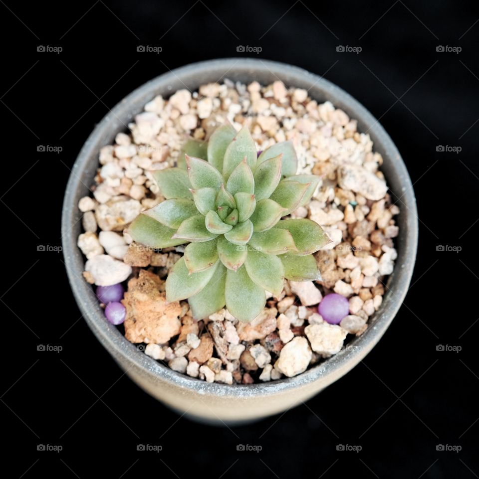 Succulent plant