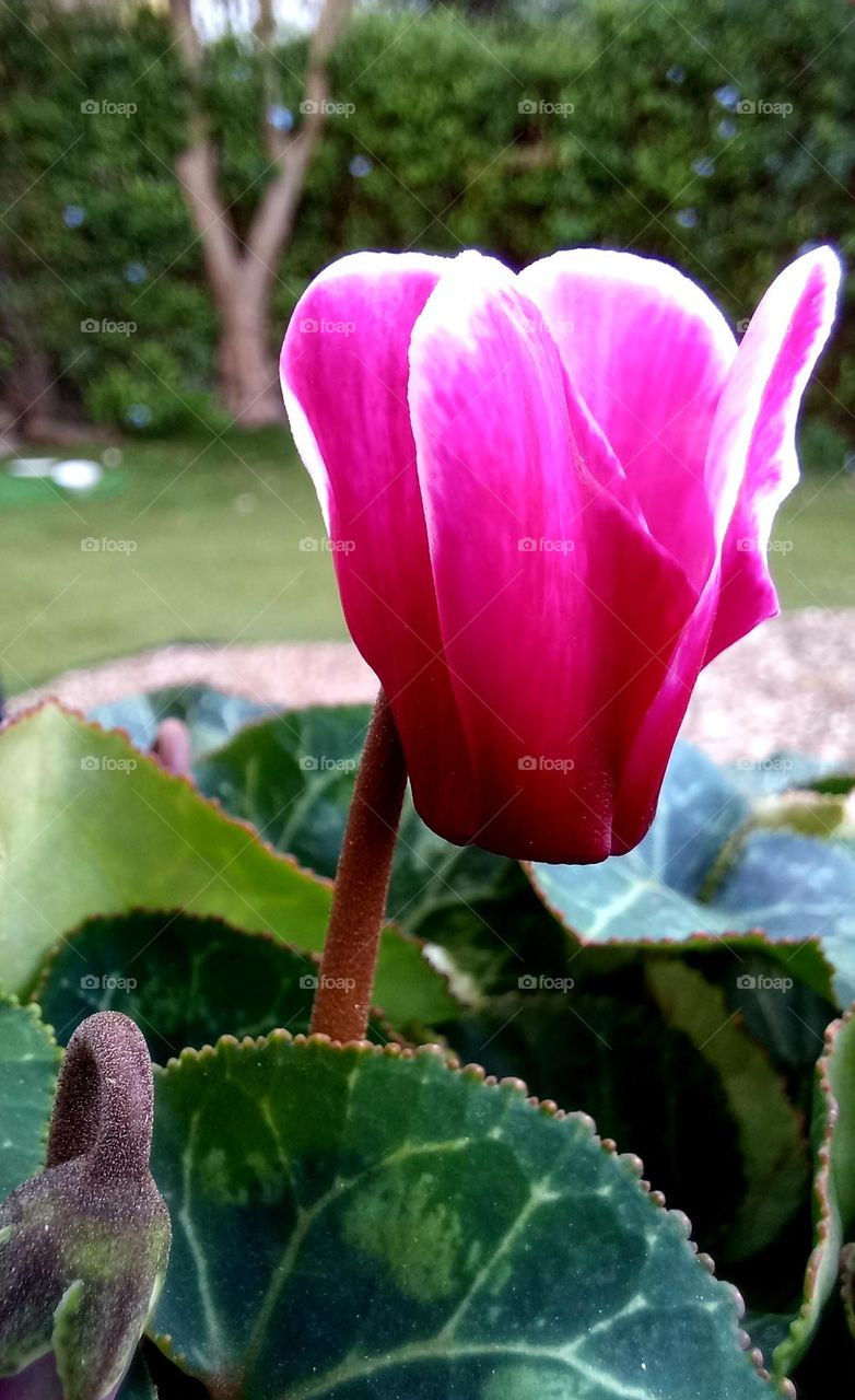 Cyclamen hederifolium