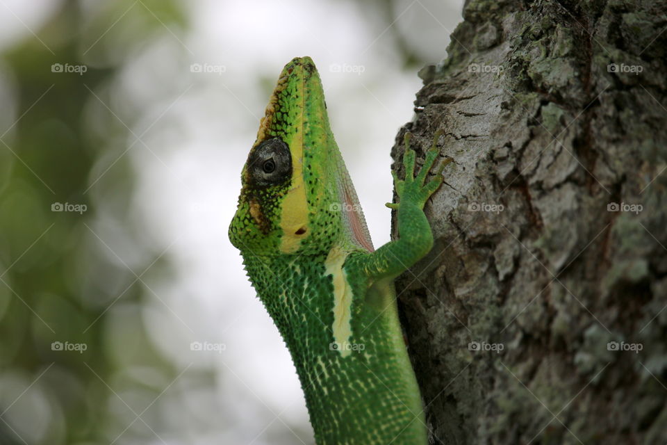 Lizard Iguana Macro
