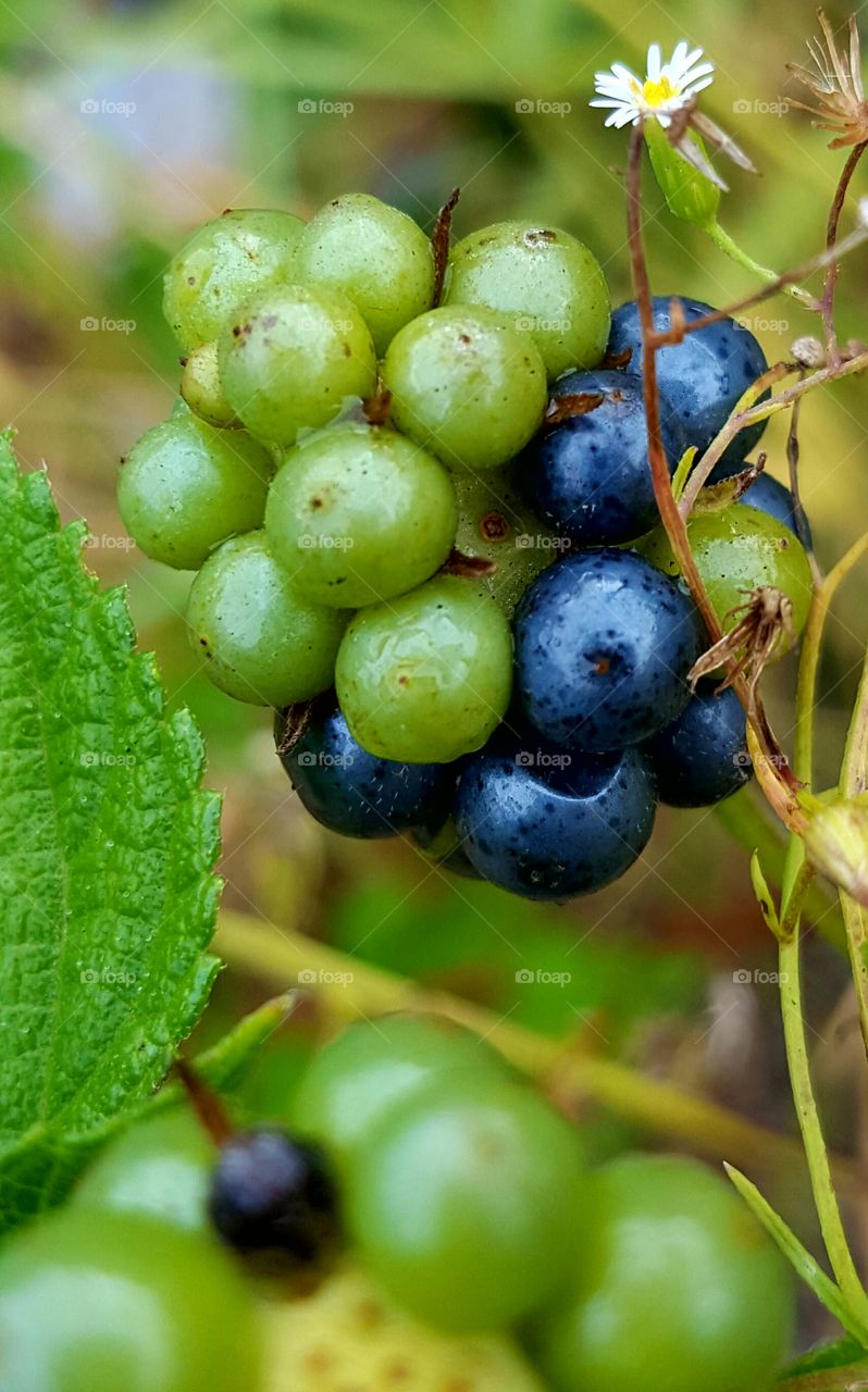 passion flower berries