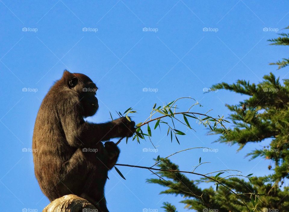 Gorilla In The Treetops