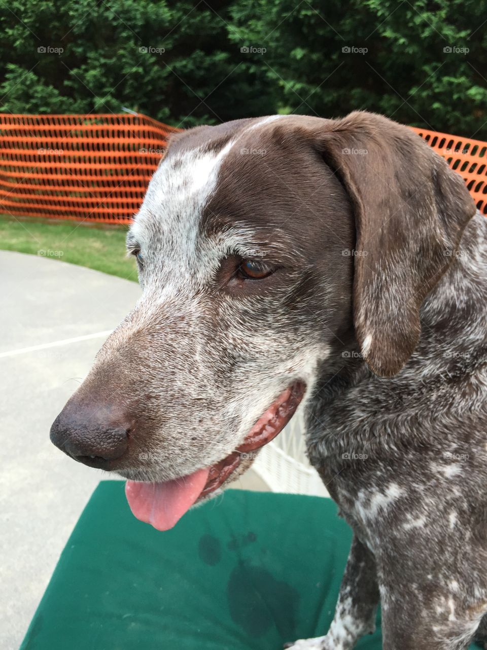 German  Shorthaired Pointer 