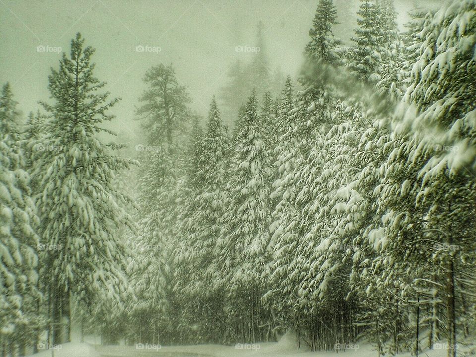 Snowy trees
