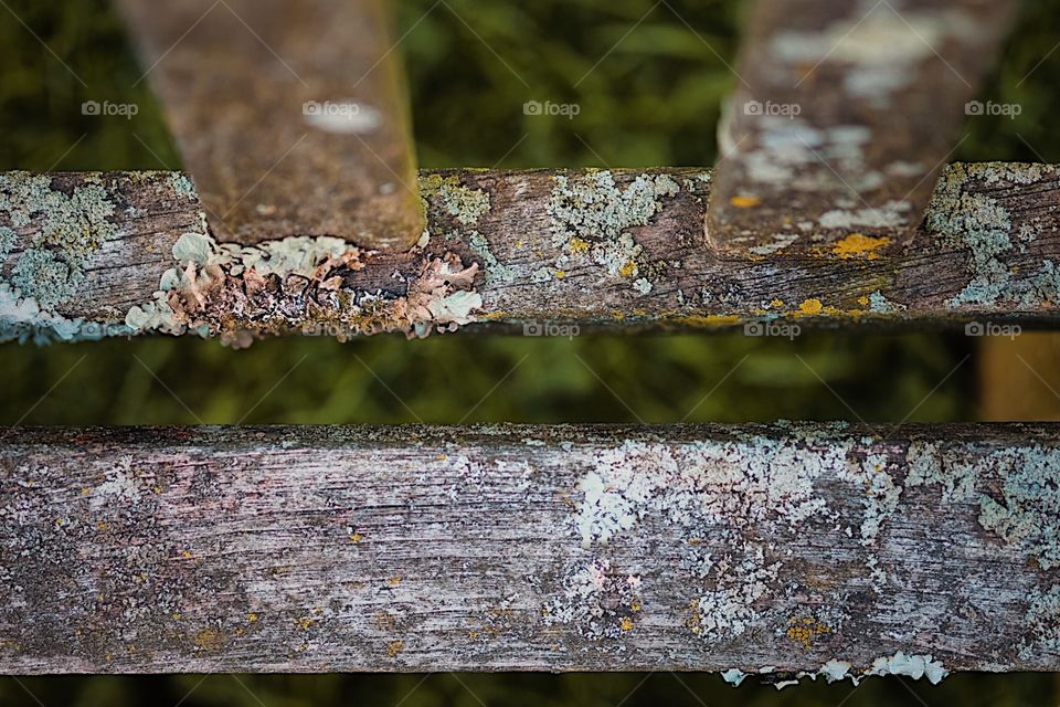 Wooden Park Bench, Macro Shot Of Fungus, Macro Portrait In A Park, Wooden Bench In A Park, Decaying Wood, Closeup Of Decay