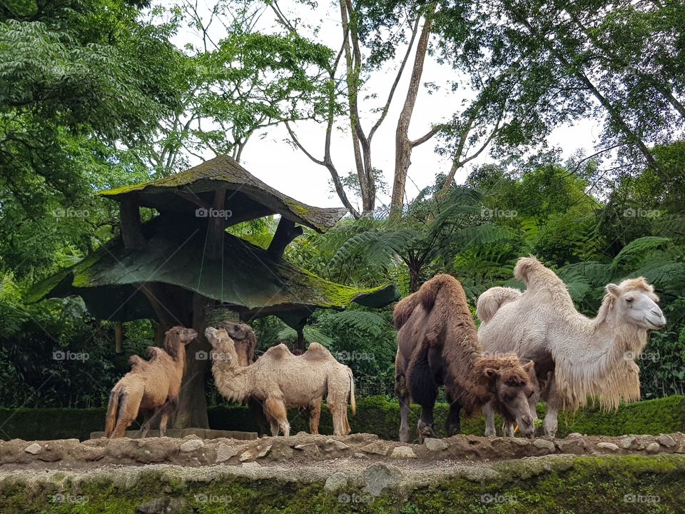 Camel in Safari Park Indonesia