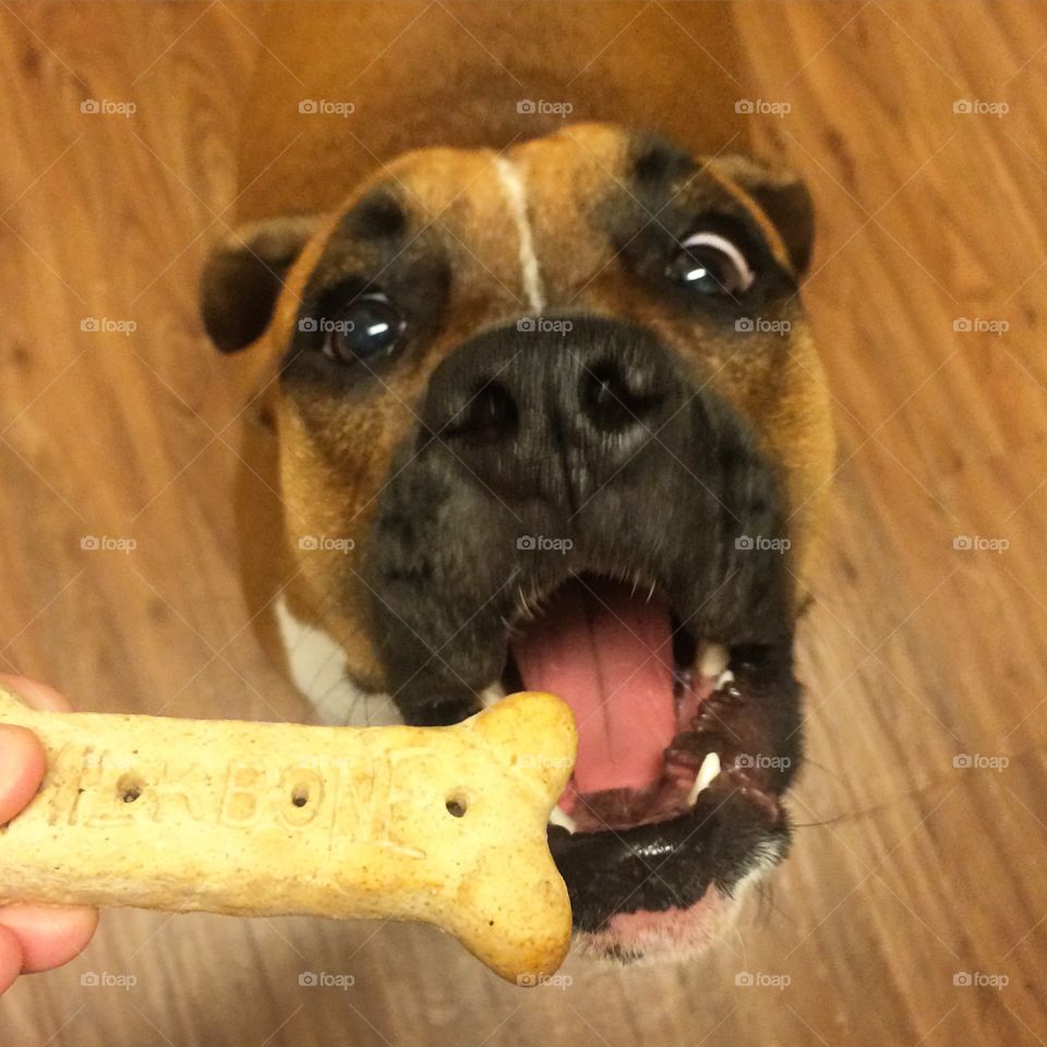 I eat the cookie