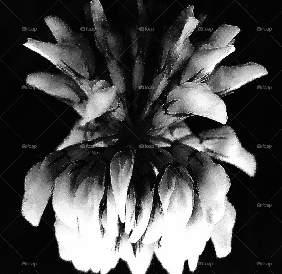 Flower. Bleakwhite. Trifolium