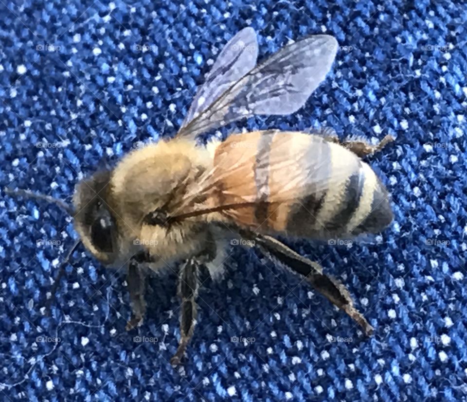 Italian Honeybee Closeup 1
