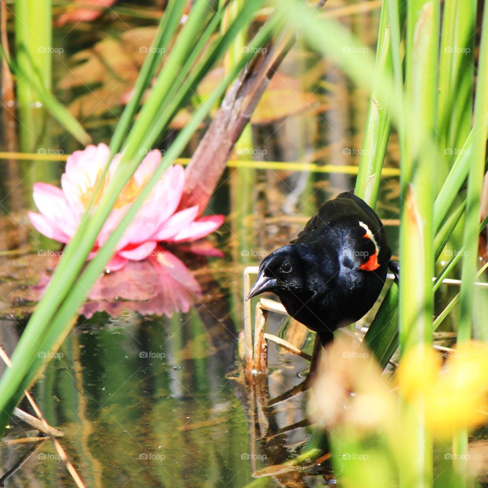 A red winged blackbird protecting its nearby nest  