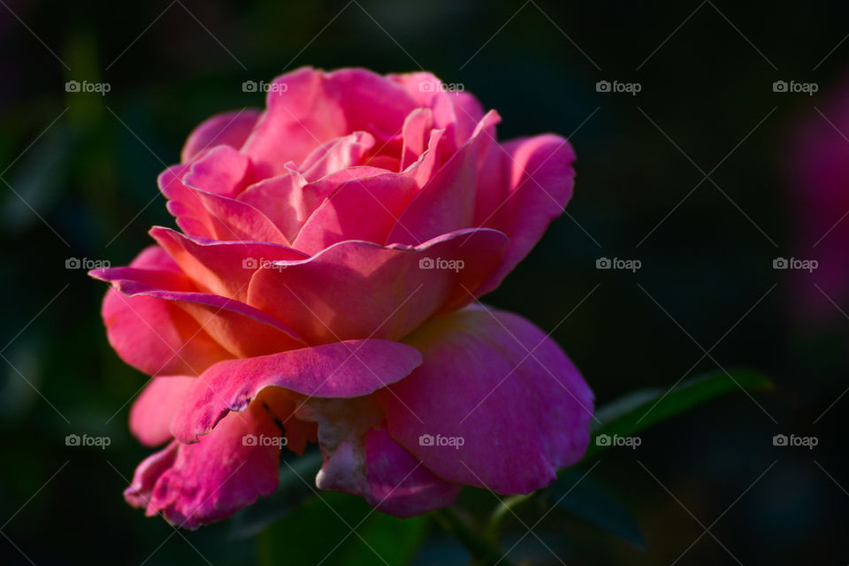 Beauty macro closeup of pink rose bloom blur nature flower, outdoors background colorful photography