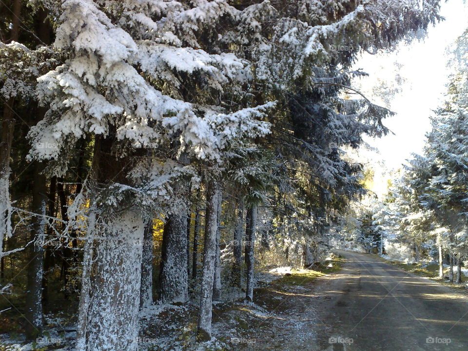 Scenic view of road in forest