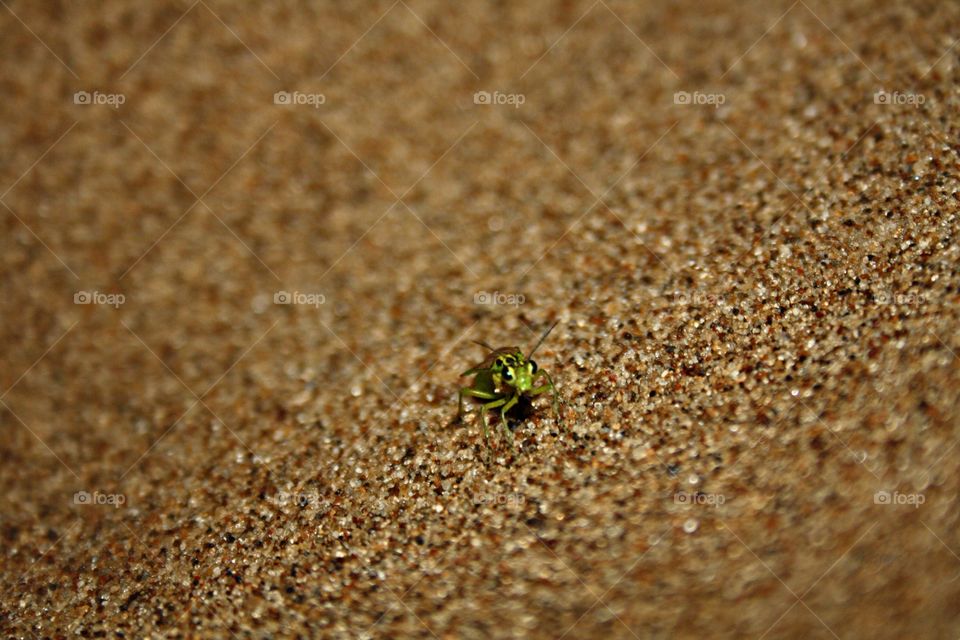 Beetle in the sand