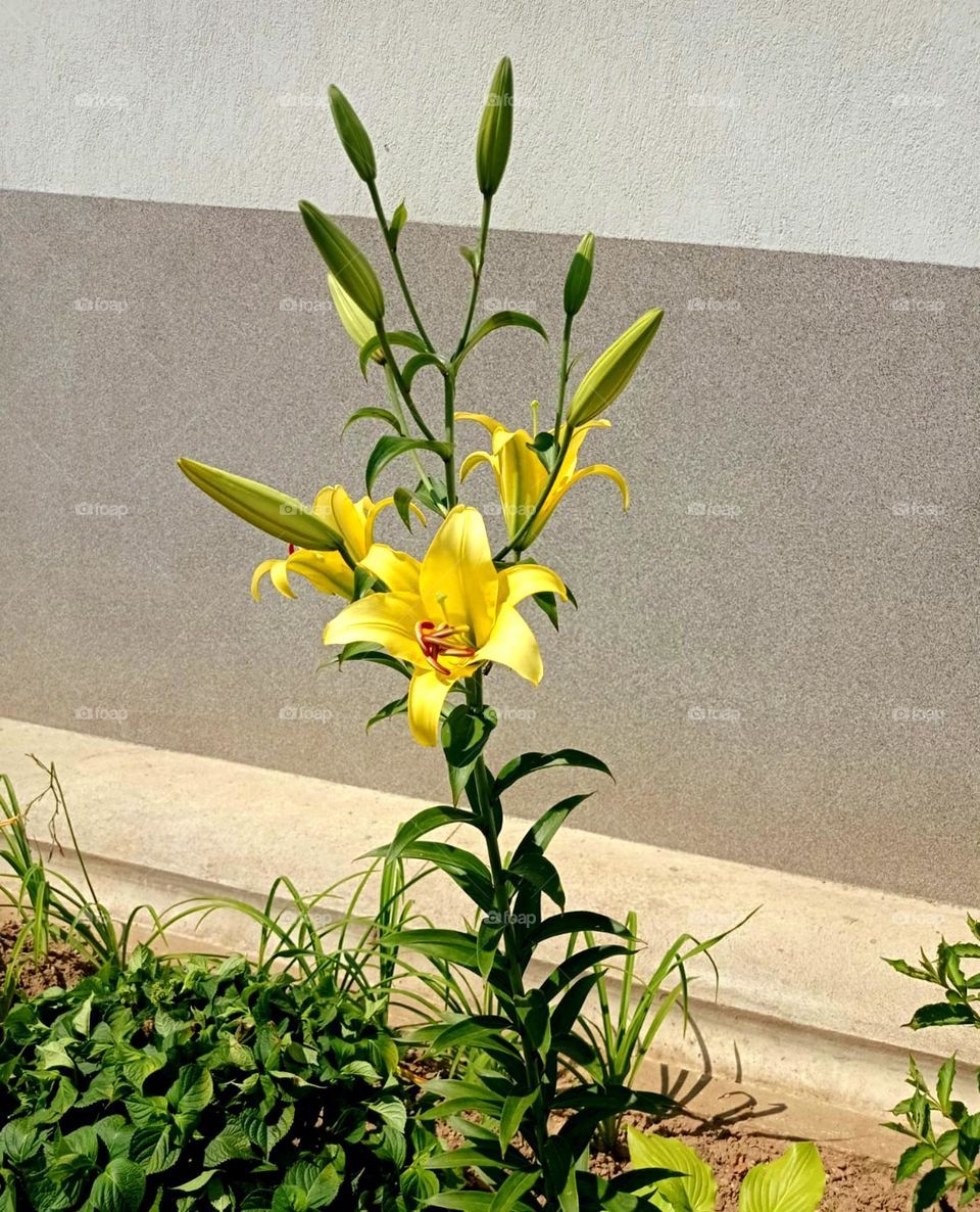 beautiful yellow flower