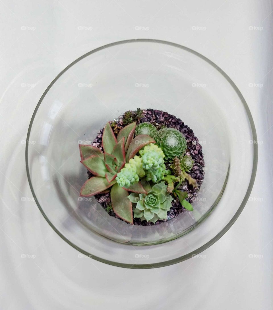 The glass succulent terrarium
