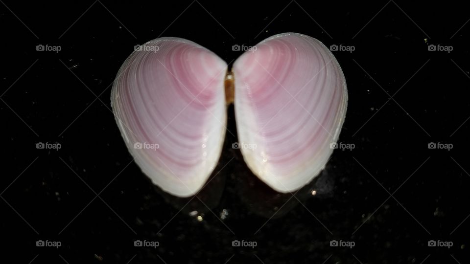 Pink Shell