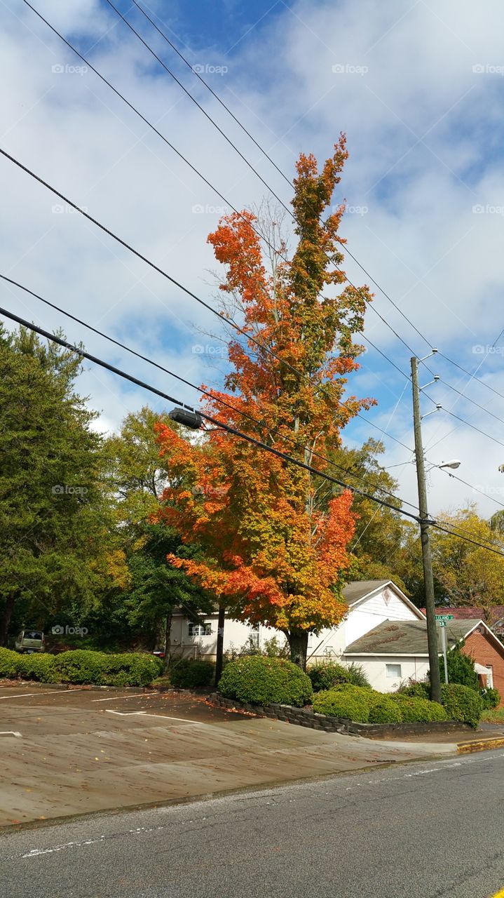 tree. beautiful tree