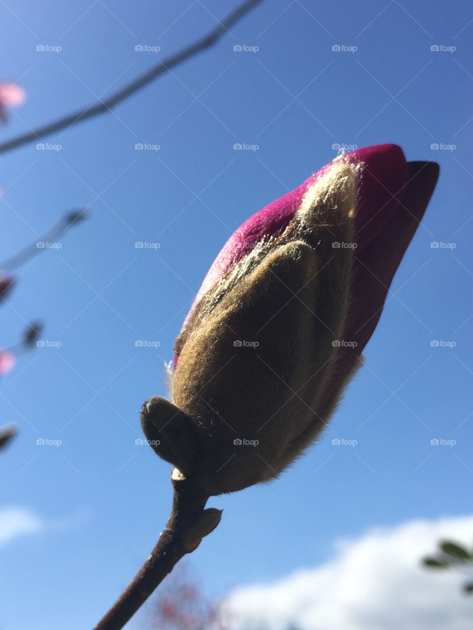 A Japanese magnolia blossom  this is the first sign of spring 