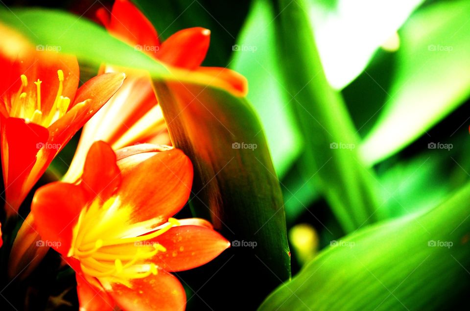 Springtime. Lily flower blooming