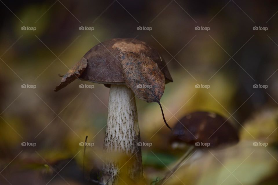 Mushroom in the forest