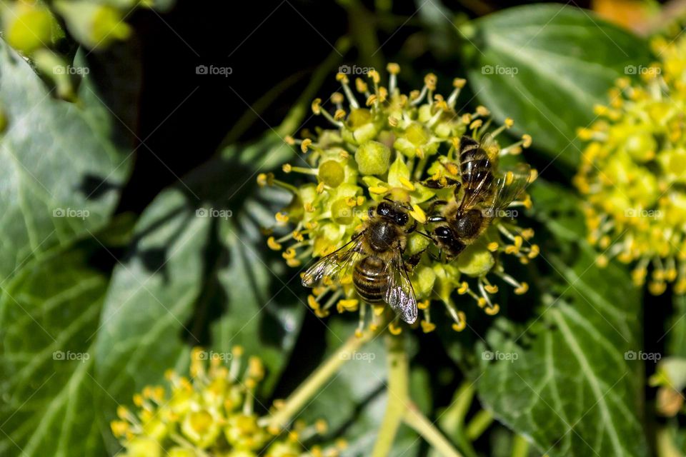 Ivy and insects