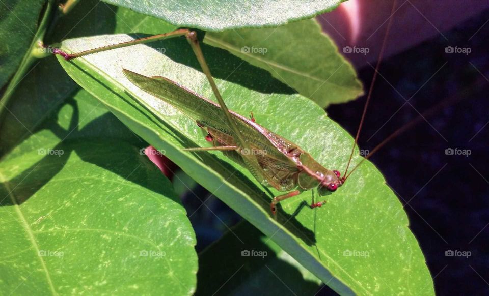 grasshopper on lemon tree