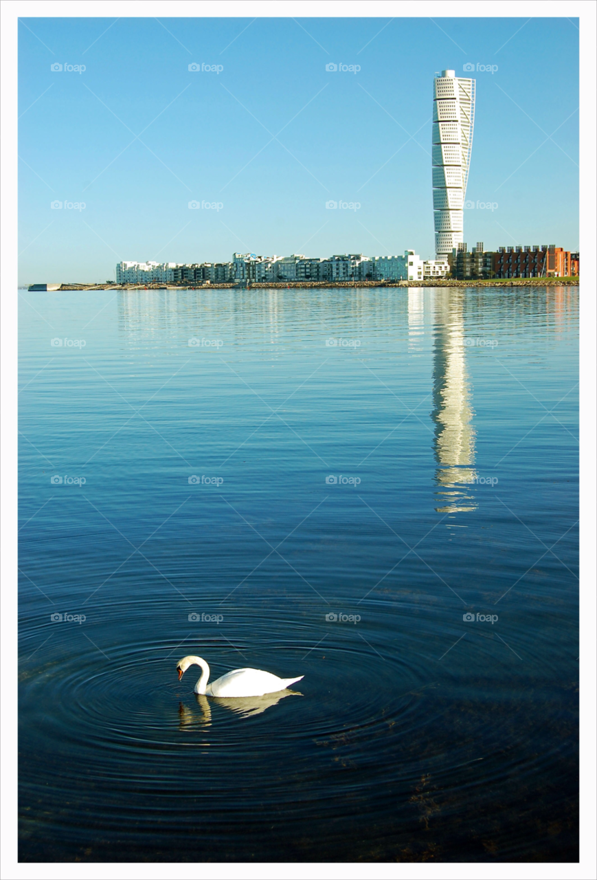 malmö sweden swan bird by NinniHL