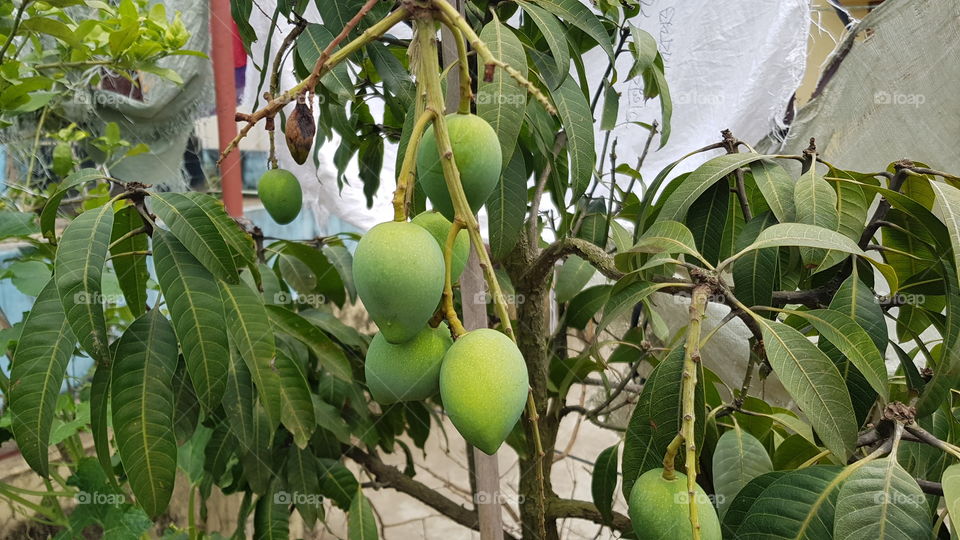 Small tree big mango