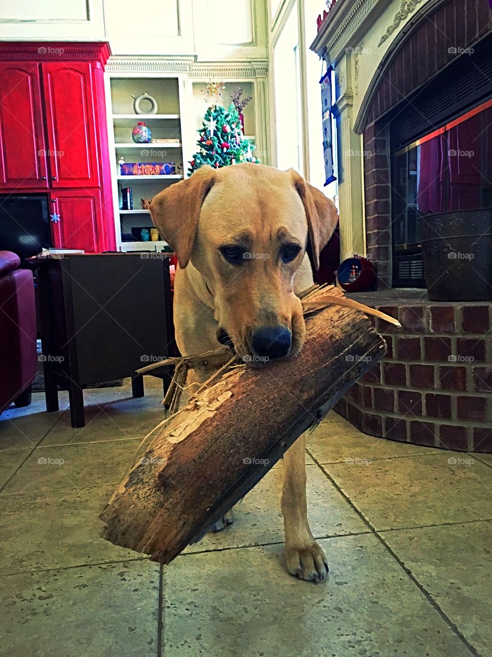 Labrador carrying a log 