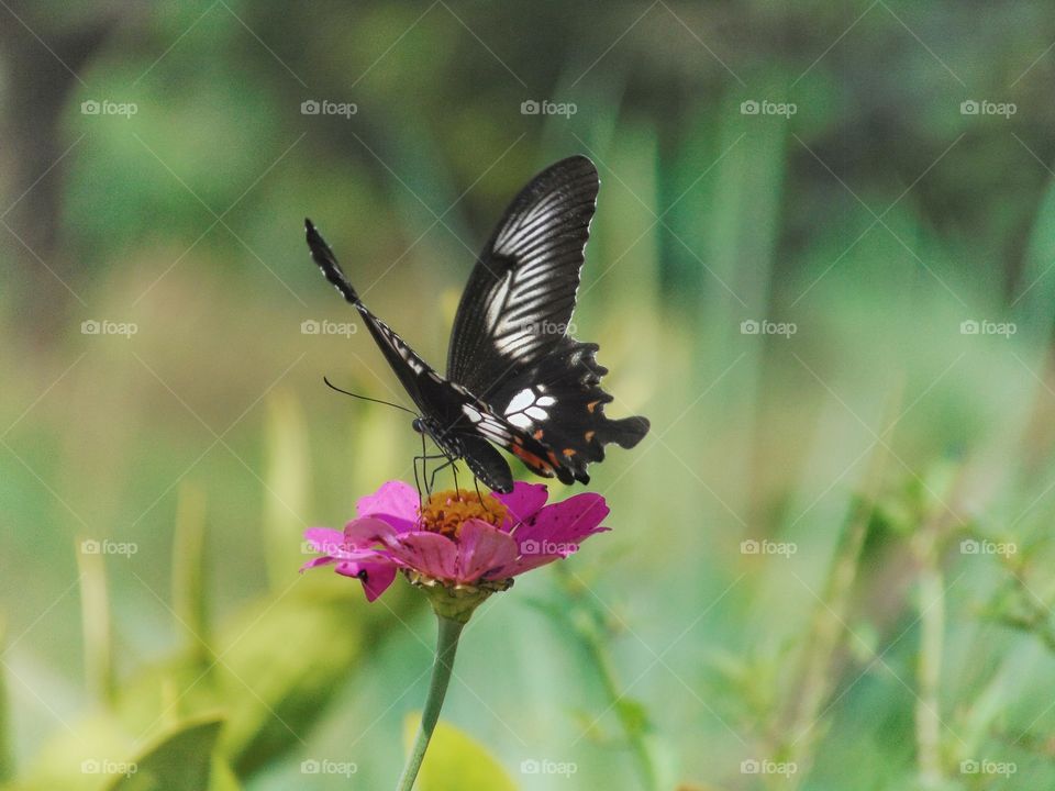 Black butterfl