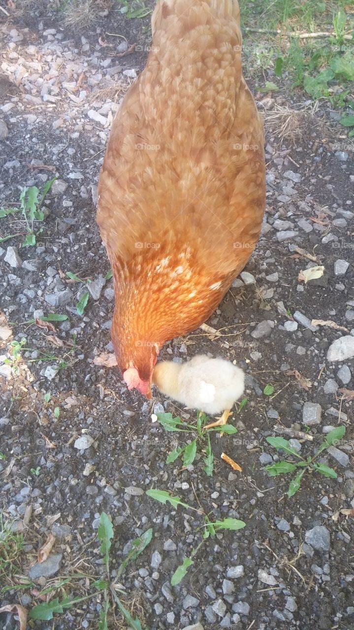 mother hen with new chick