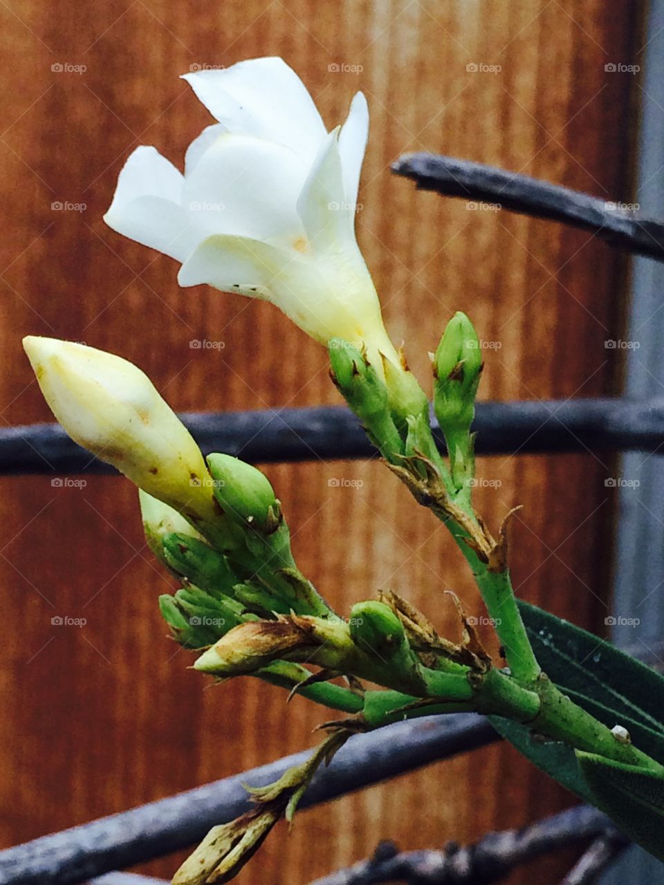 White oleander 