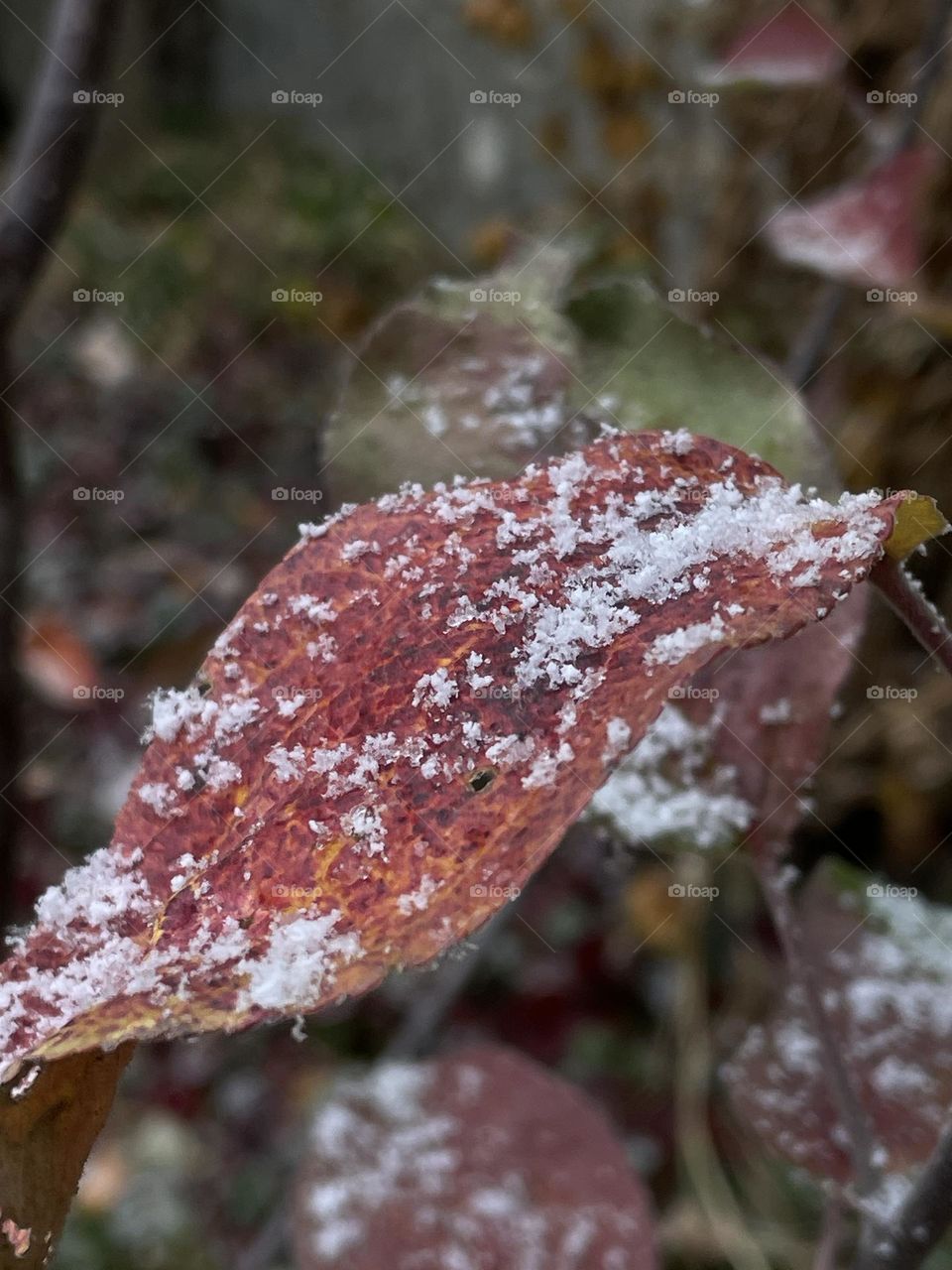 Fresh snow on winter leaf
