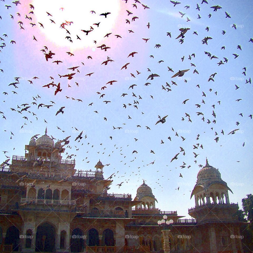 Birds and the Sun in Jaipur India
