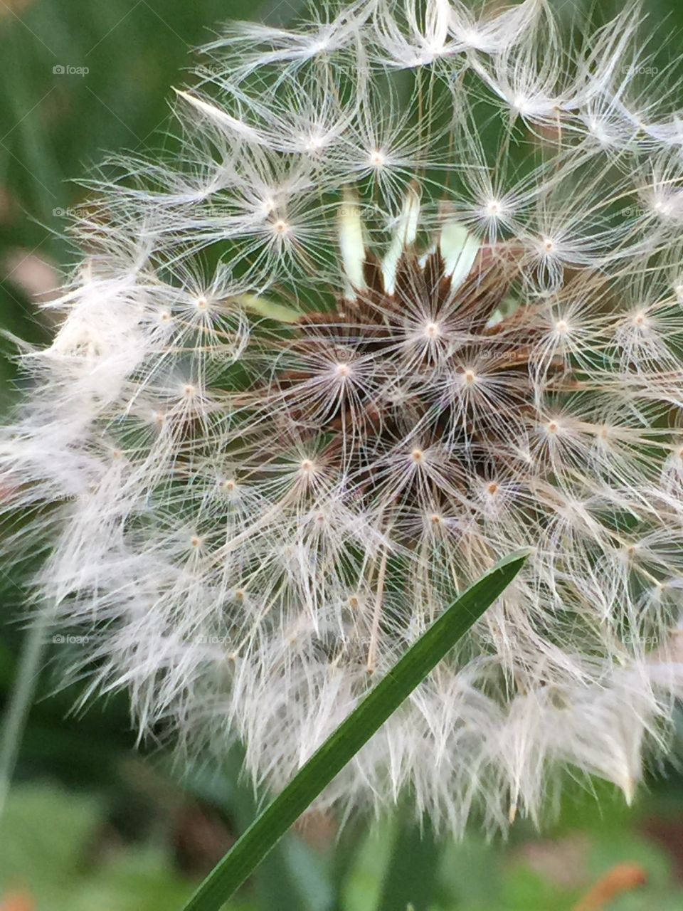 Dandelion fluff