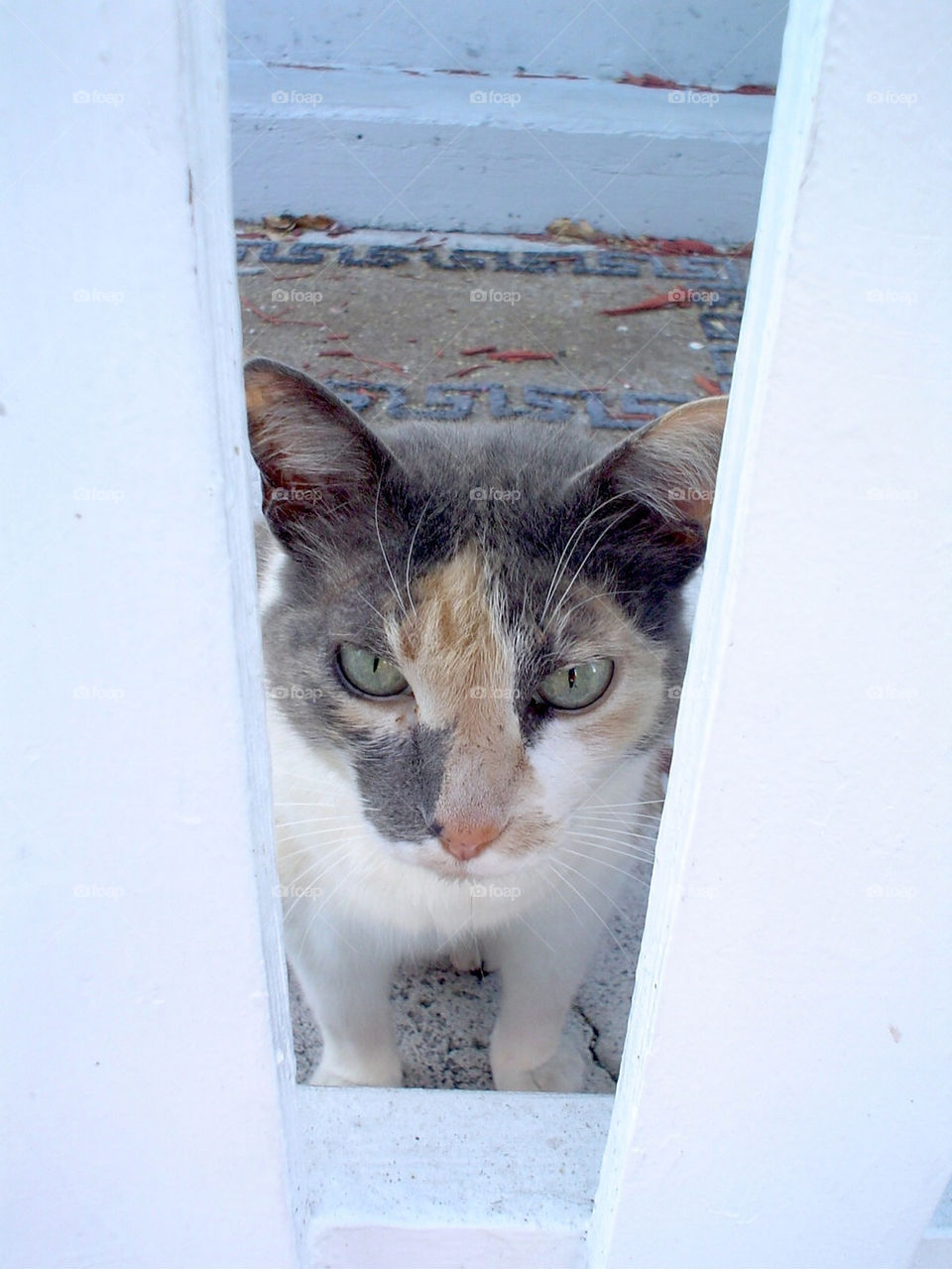 Cat through the gate