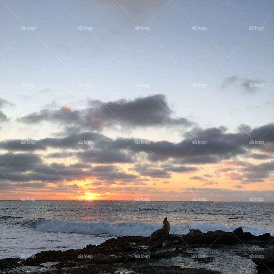 Seal in sunset 