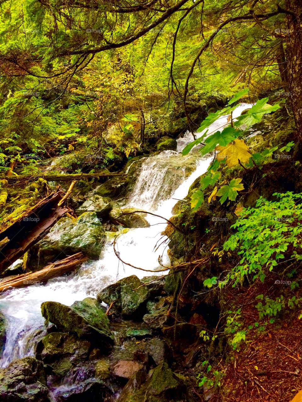 Sitka Alaska hiking . August 2015