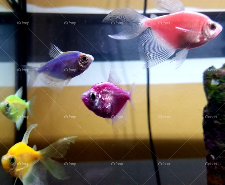 colorful goldfish in a tank