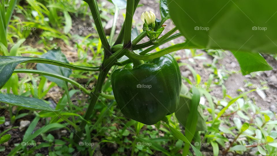 Little bell pepper growing
