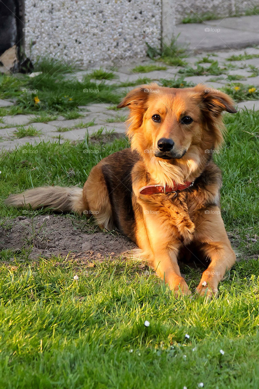 sun dog cute portrait by dryair