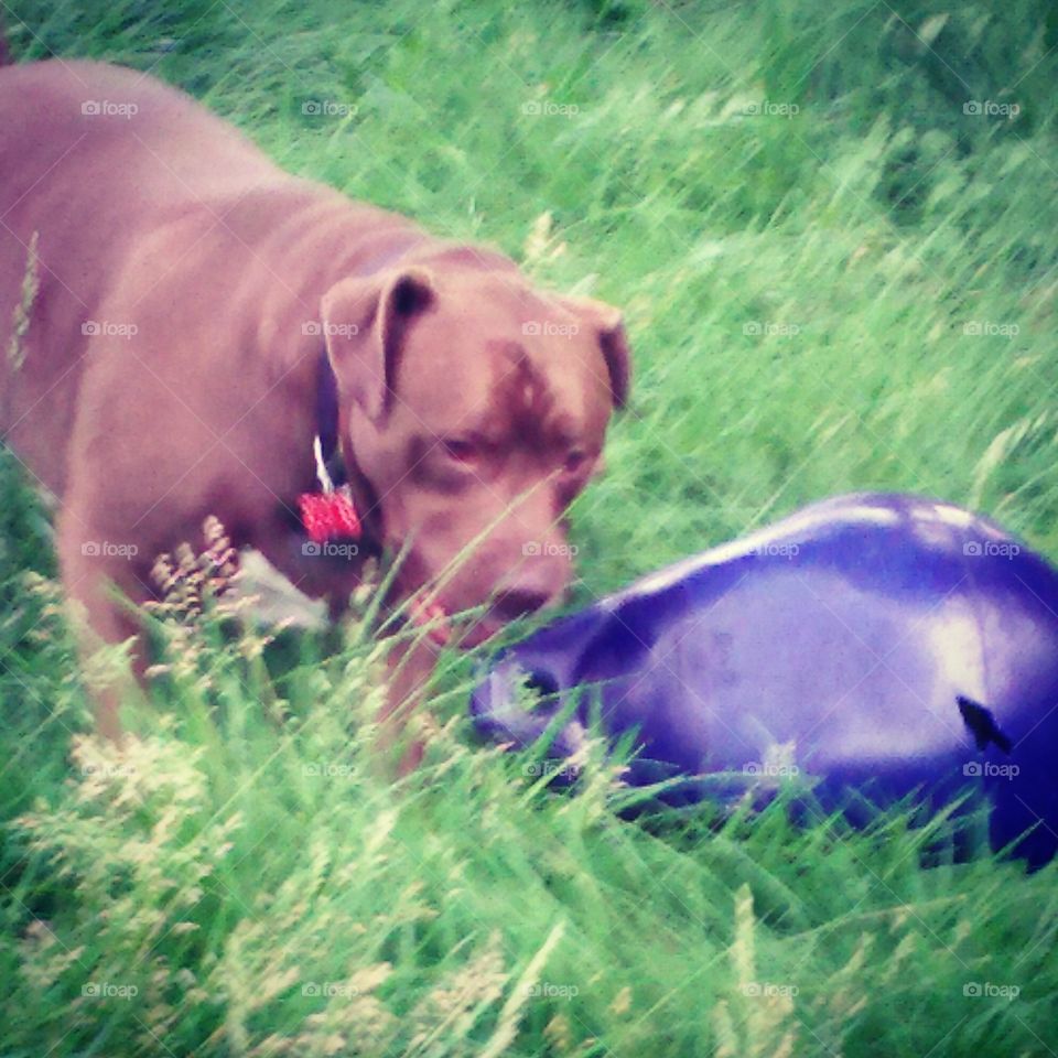 The Ball is Mine. Large brown Pit Bull playing with large ball outside in tall grass. 