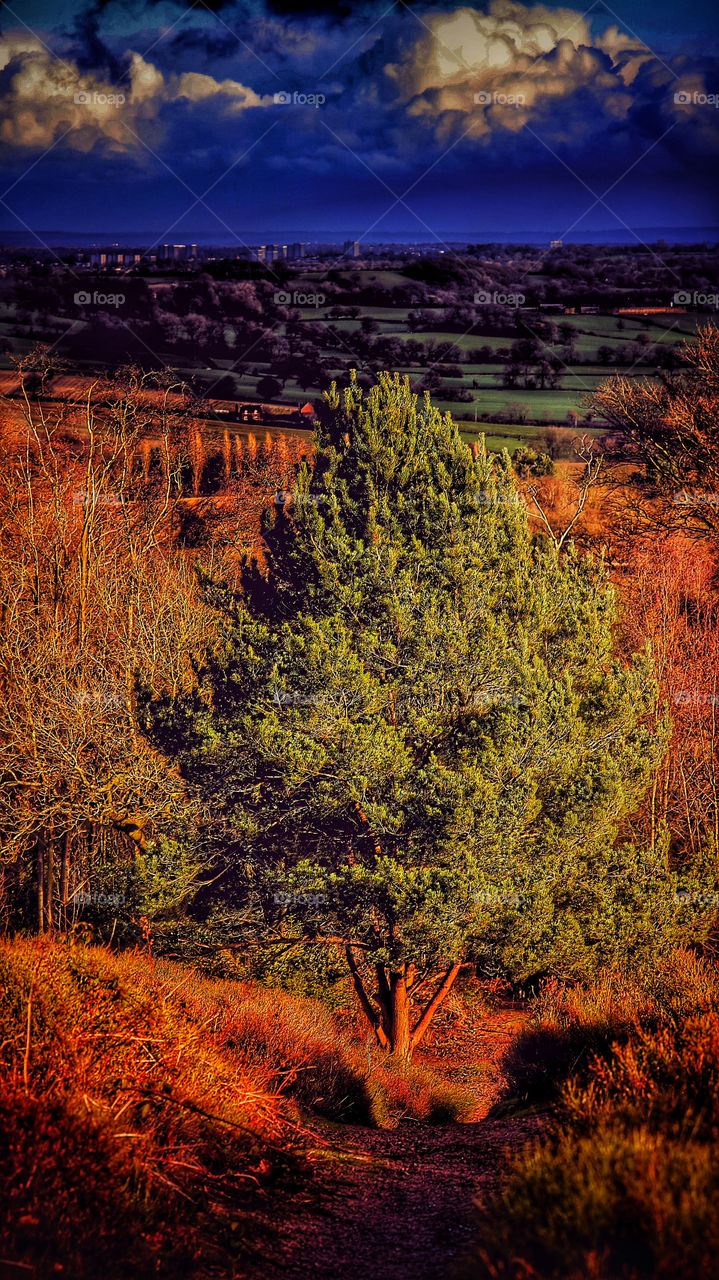 Trees in forest with conifer evergreen trees in late Autumn / early winter. View over moorland and heathland. 