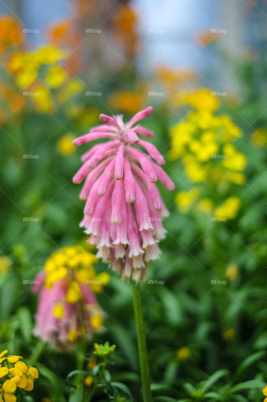 Pink flower in a garden
