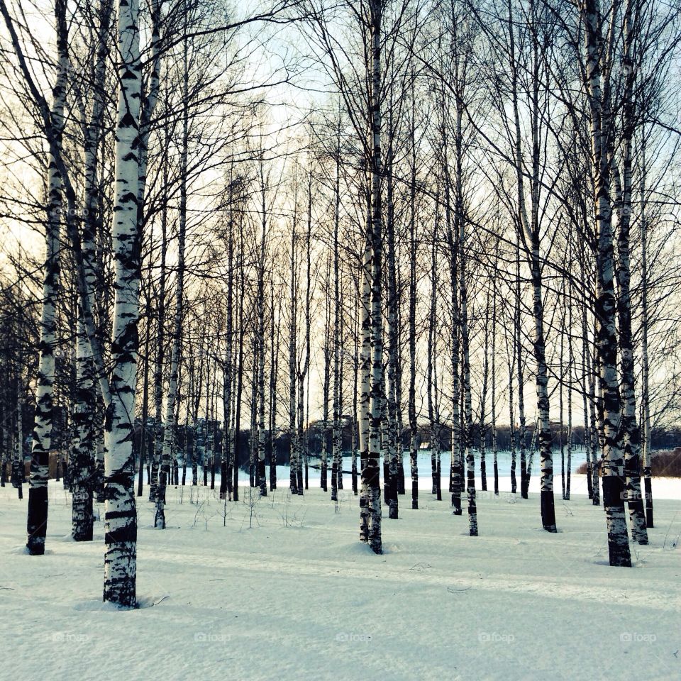 Russian birches. Famous russian trees - white&black birches