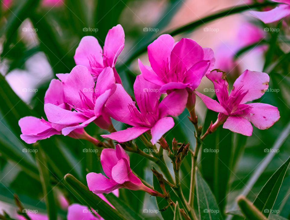 Floral photography - Oleander