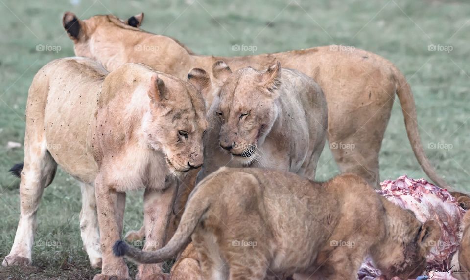 Lions of Masai Mara